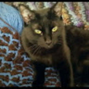 Meet your Posher, Runawayneedle